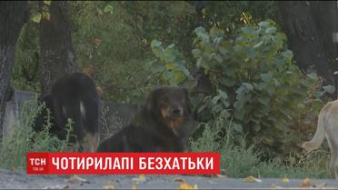 В столице волонтеры пытались вычислить популяцию бездомных собак