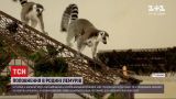 Новини світу: у румунському зоопарку народились лемури-близнюки
