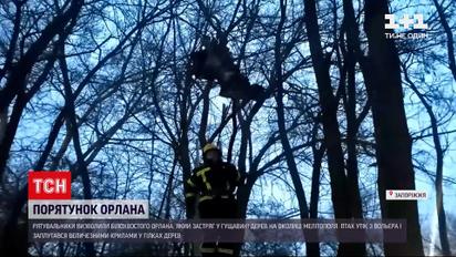 Новости Украины: в Мелитополе спасли орлана, который застрял в гуще