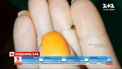 Сезон кліщів розпочався: як уберегтися