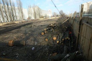 У Києві незаконно зрубали майже сотню дерев у сквері