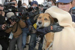 Собака, спасенная через три недели после землетрясения в Японии, нашла хозяина