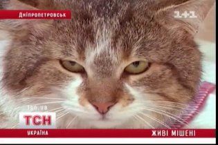 В Днепропетровске неизвестные расстреливают животных на улицах