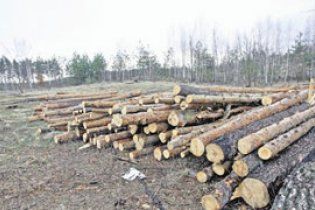 Під Києвом почали випалювати ліс під особняки
