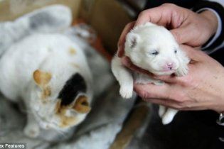 В Китае кошка родила щенка