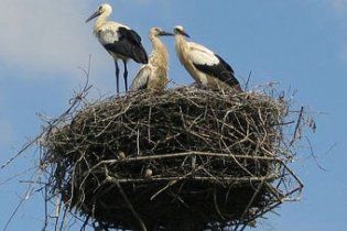 Гніздо лелеки знеструмило 60 тисяч будинків у Нідерландах
