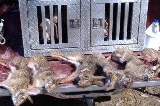 23 тысячи пасхальных кроликов убили в Новой Зеландии