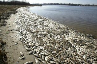 На Азовском море массовый мор рыбы, собрано уже более 23 тонн