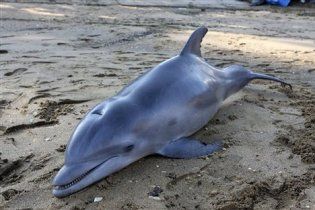 На востоке Крыма обнаружили место массовой гибели дельфинов