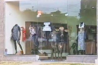 В Бразилии бык спрятался от преследователей в магазине одежды (видео)