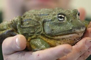 В Германии осужден мужчина, застреливший из ружья соседскую жабу