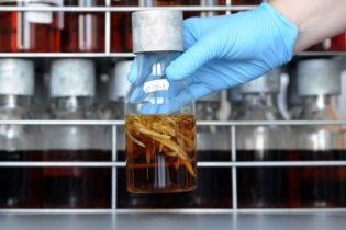 ЕС нашел новый источник смертельной бактерии E. coli