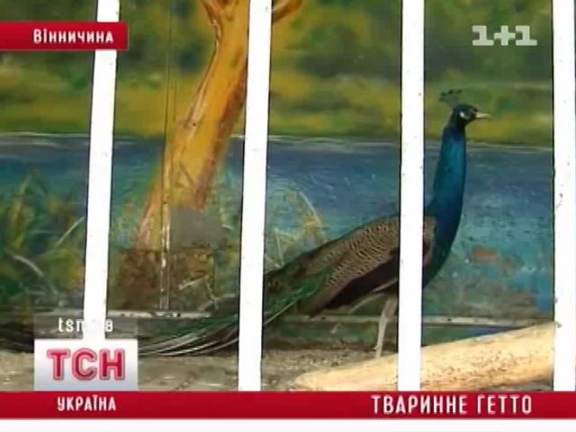 tsn_11