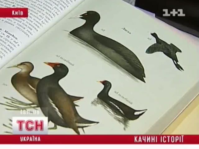 tsn_11