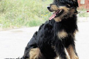 В Иерусалиме собаку приговорили к смертной казни через избиение камнями