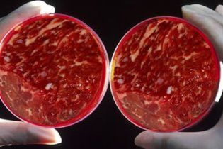 Во избежание экологической катастрофы людей переведут на искусственное мясо