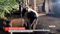 Майже 4 години знадобилося надзвичайникам, аби витягнути з пастки вагітну корову