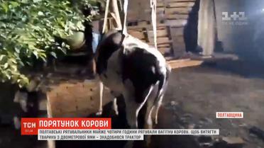 Майже 4 години знадобилося надзвичайникам, аби витягнути з пастки вагітну корову