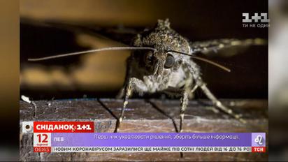 Не лише кліщі: укусів яких комах варто остерігатися
