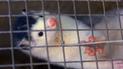 У Литві на норкової фермі виявили COVID-19: захворіли тварини і працівники