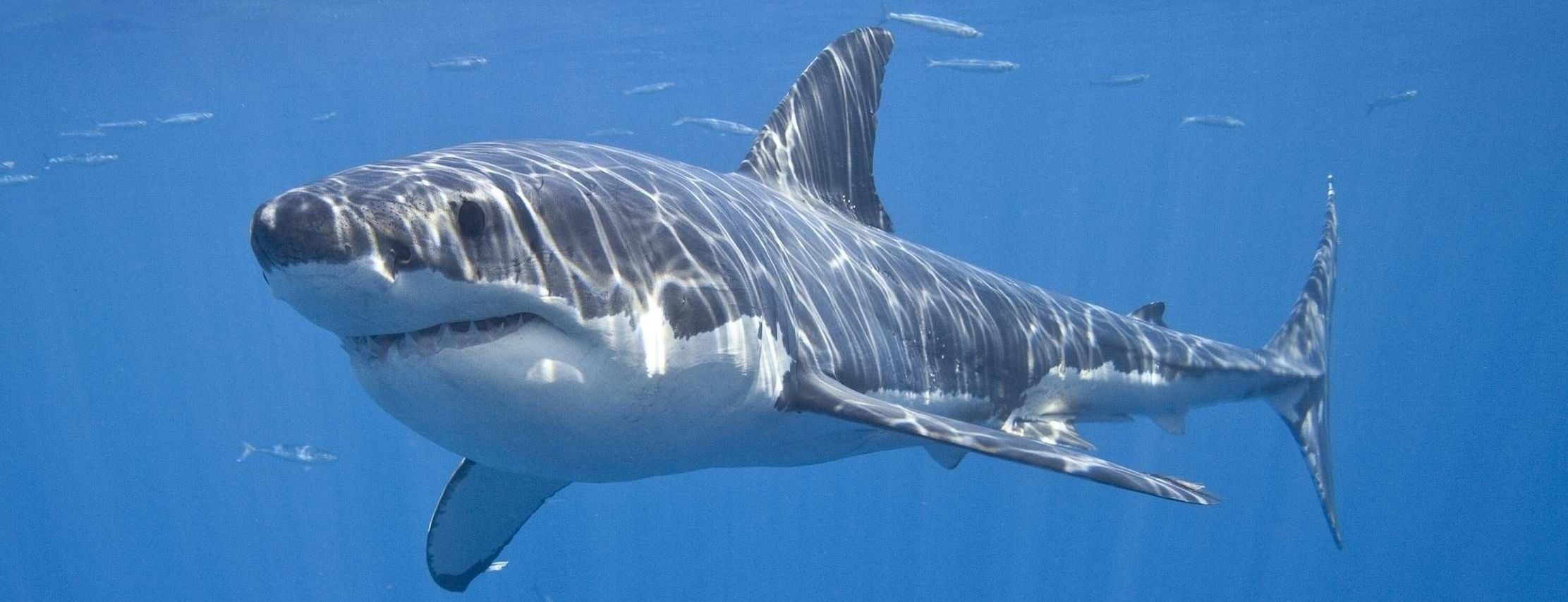 Смерть прошла мимо: в Австралии белая акула проплыла в метре от серфера