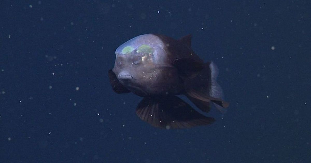 Фото: MBARI