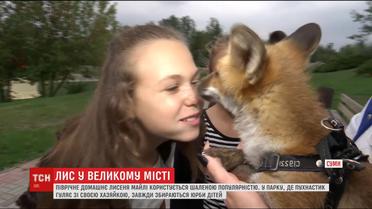 Маленький лис стал любимцем горожан в Сумах
