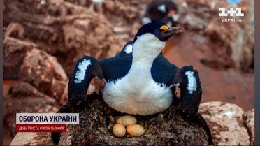 Синьоокі баклани ростуть на очах: фото від українських полярників