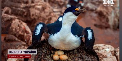 Синьоокі баклани ростуть на очах: фото від українських полярників