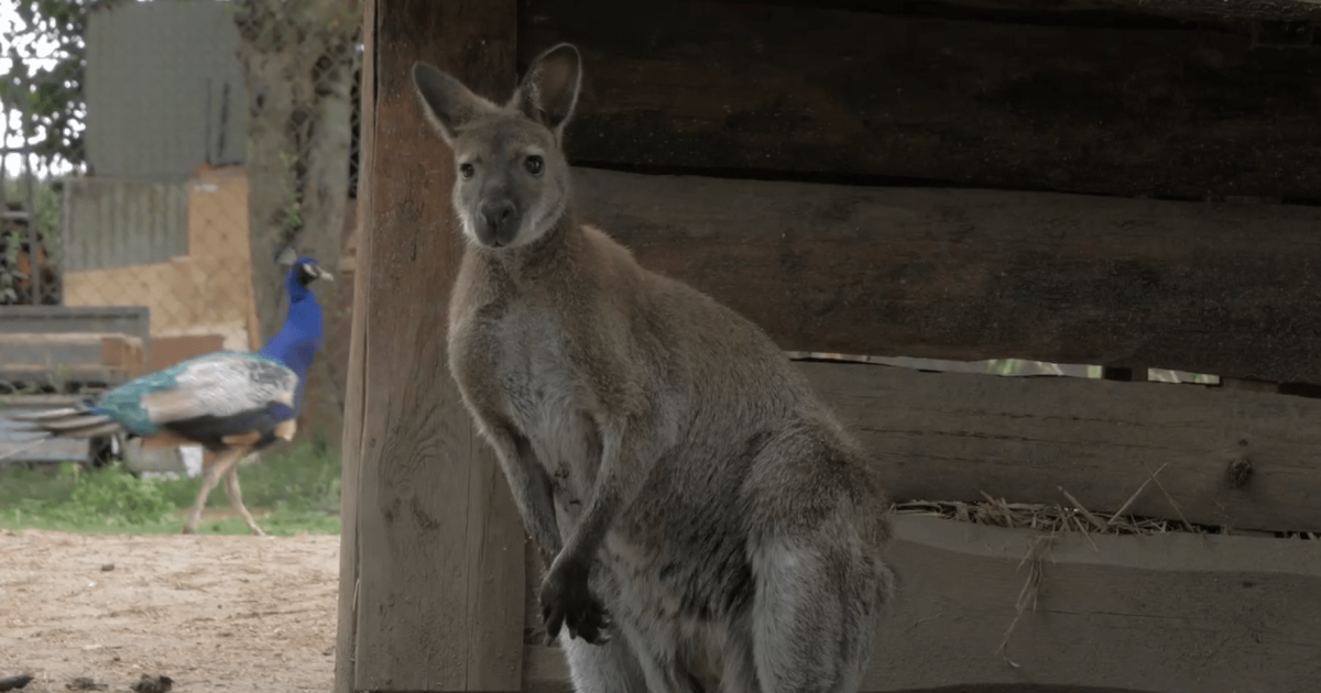 Кенгуру / Фото: Vězeňská služba ČR