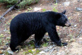 Американец на велосипеде врезался в 135-килограммового медведя