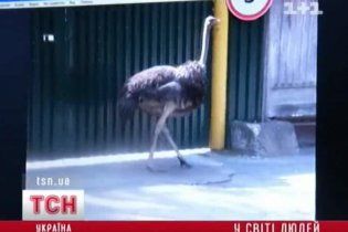Вулицями Києва розгулював страус