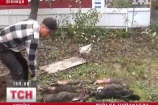 На Вінничині шукають чупакабру, яка вночі поїла кролів