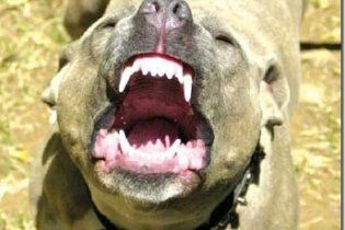 На Донетчине мужчина пристрелил хозяйку питбуля, который покусал его жену