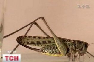 Крим потерпає від нашестя сарани