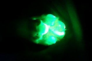 Ученые клонировали собаку, которая светится в темноте