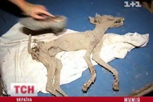 На хуторе под Фастовом нашли мумию чупакабры