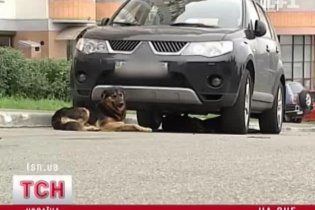 У Києві безпритульні пси погризли автомобіль, завдавши шкоди на 15 тис. грн