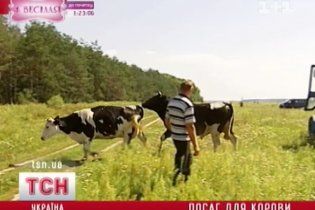 За гарні надої власники корів отримають 5 тис. гривень від держави