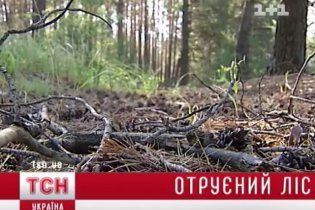 На північ від Києва потруїли ліси