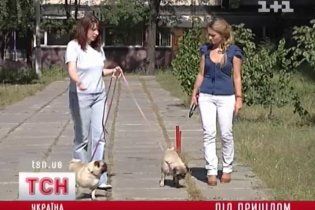 У Києві чоловік з вікна розстріляв собаку