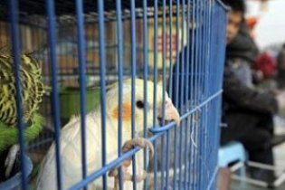 Попугай помог найти своего похитителя