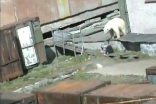 Девушке чудом удалось спастись от белого медведя
