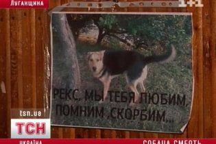 У луганській школі на очах у дітей пристрелили собаку