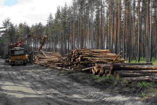 Під Києвом незаконно зрубали близько 300 сосен