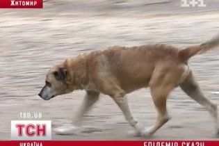 Скажений собака посадив Житомир на карантин