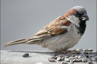 На кордоні України затримано узбеків з партією "нелегальних" горобців