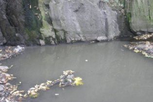 На Черкащині цукровий завод перетворює річку на смердюче "молоко"