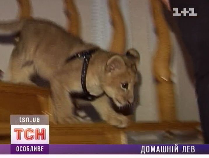 08_lion