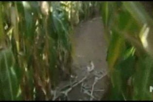 Сім’я заблукала на трьох гектарах кукурудзяного поля